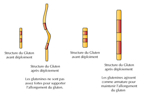 Structure Gluten